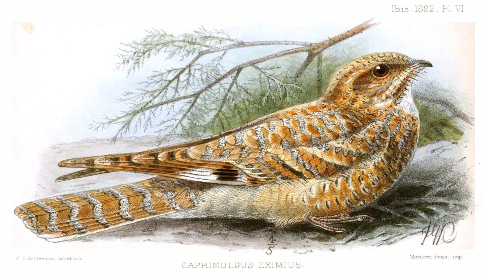 Golden Nightjar
