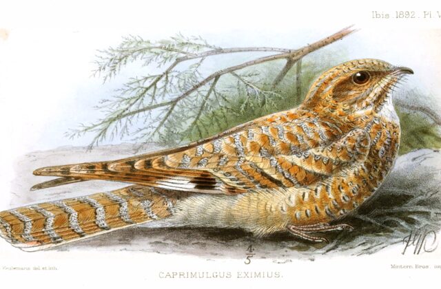 Golden Nightjar