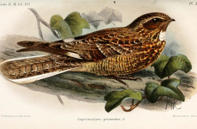 Chirruping Nightjar