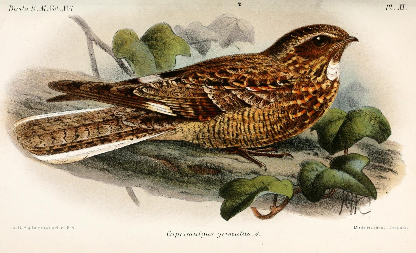 Chirruping Nightjar