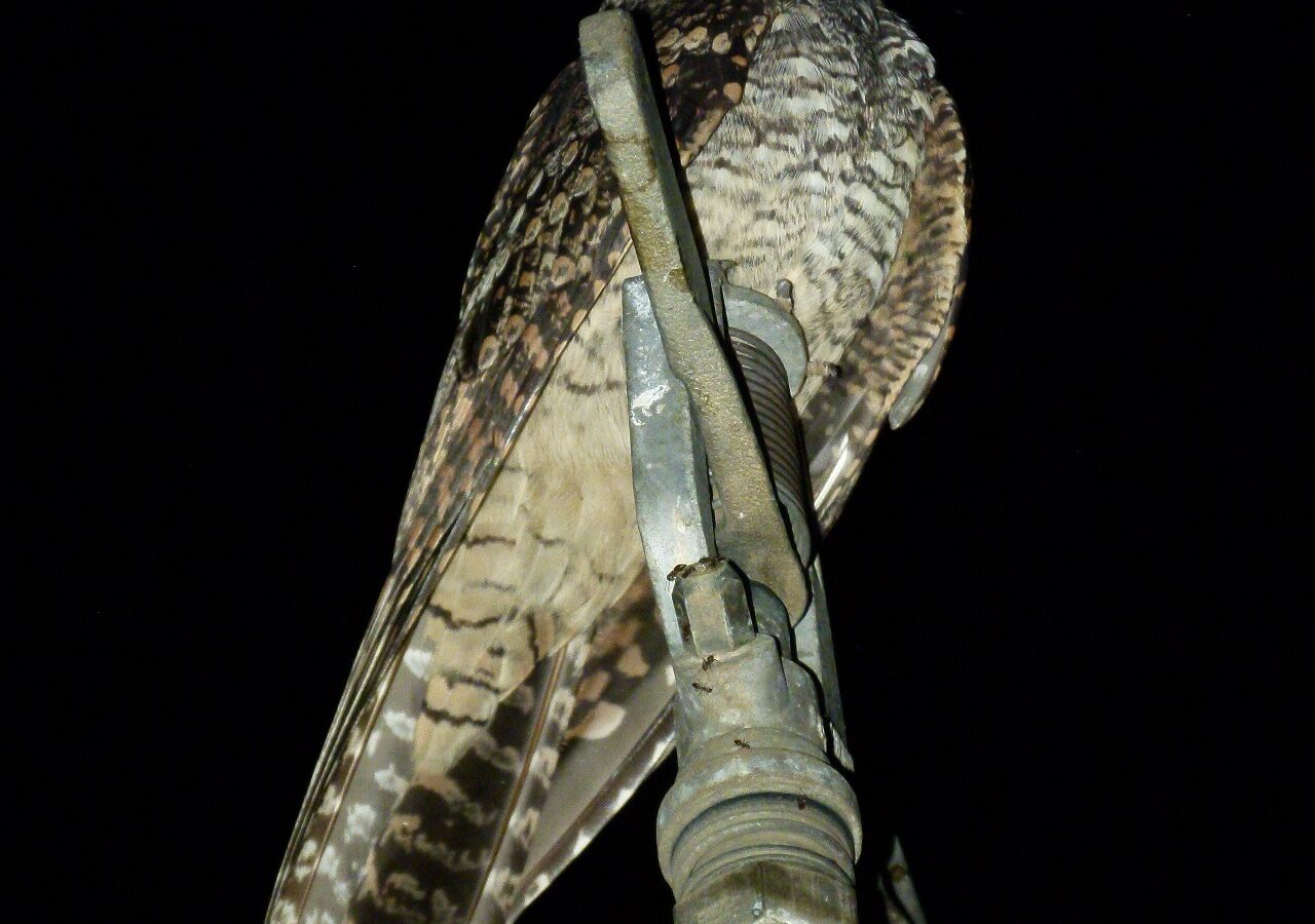 Jungle Nightjar