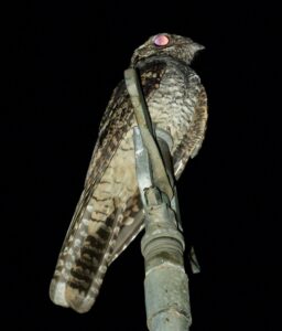 Jungle Nightjar