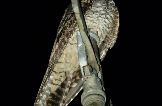 Jungle Nightjar