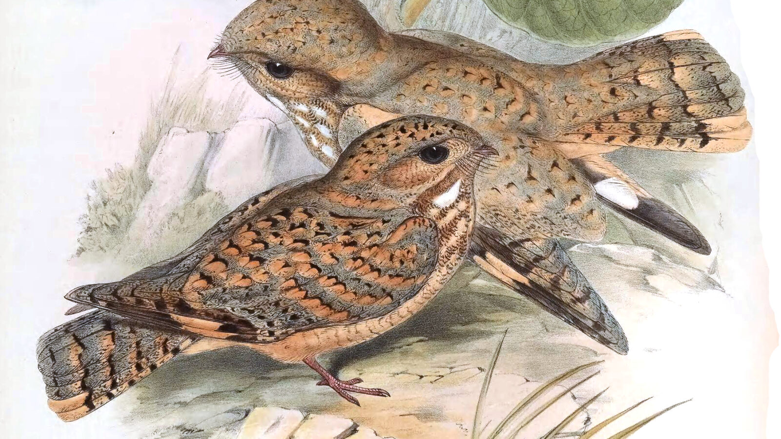 Sykes’s Nightjar
