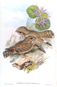 Sykes’s Nightjar