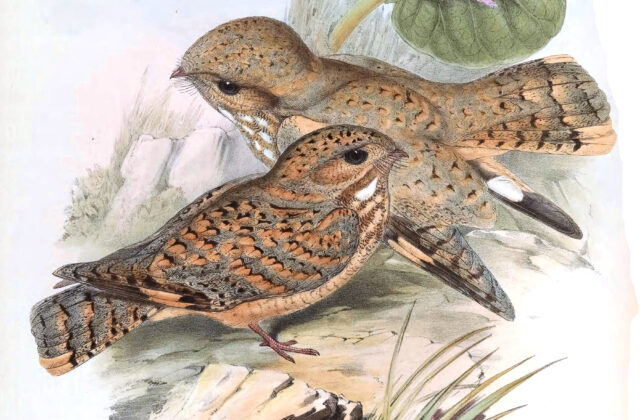 Sykes’s Nightjar