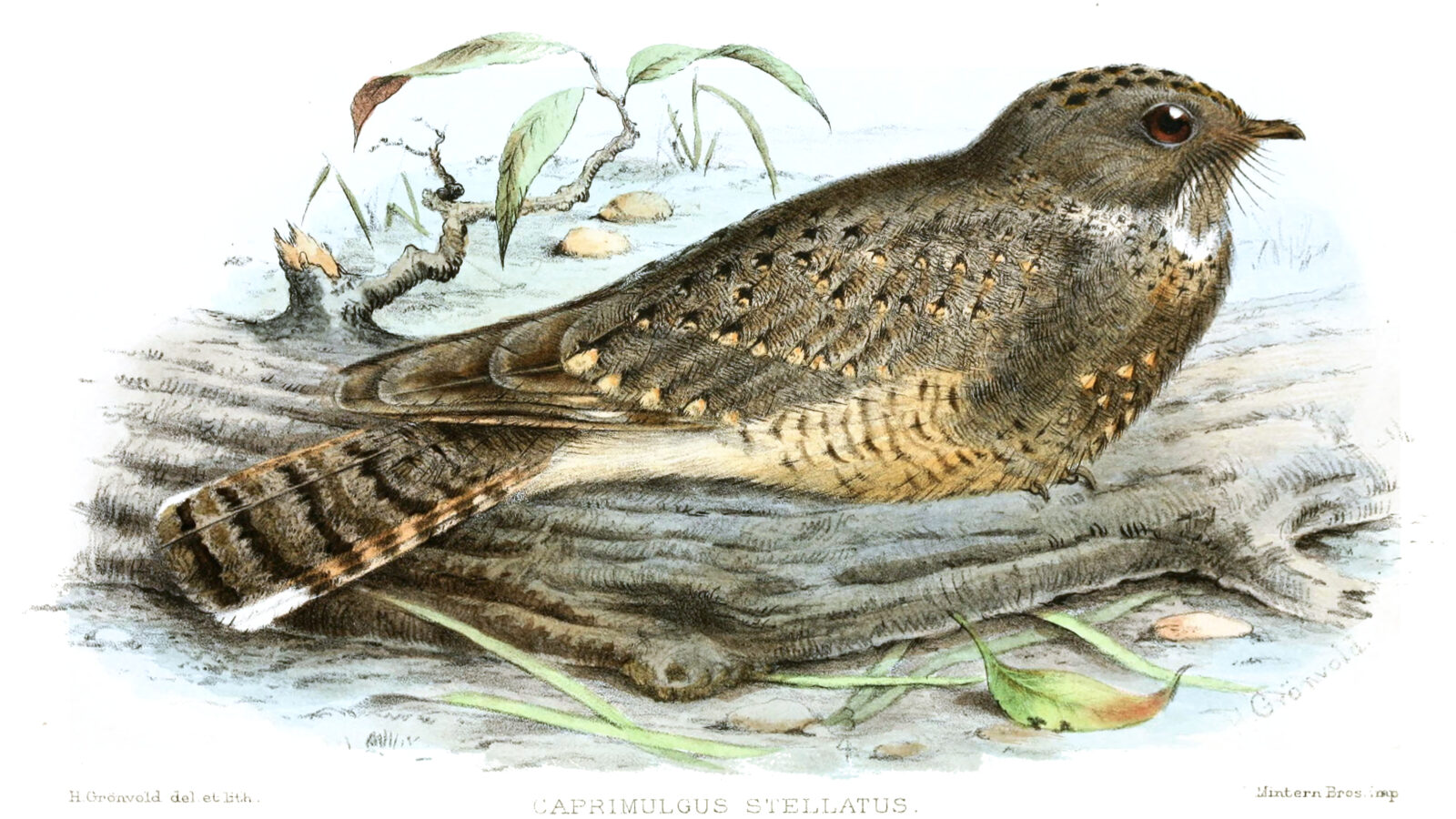 Star-spotted Nightjar