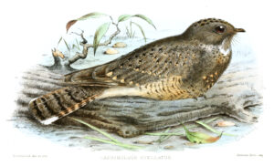Star-spotted Nightjar
