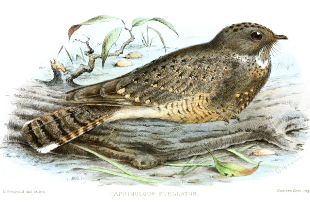 Star-spotted Nightjar