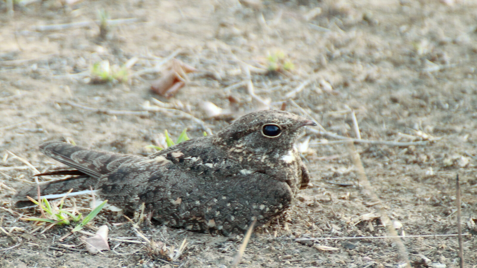 Savanna Nightjar
