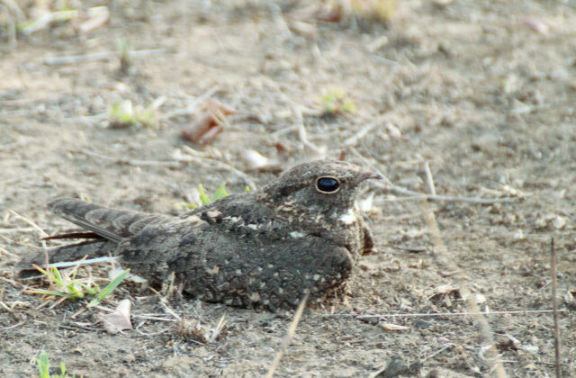 Savanna Nightjar