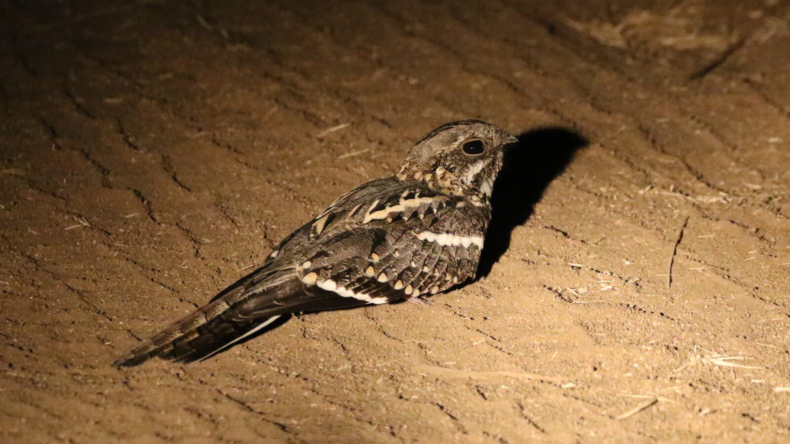 Slender-tailed Nightjar