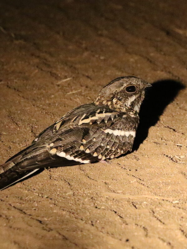 Slender-tailed Nightjar