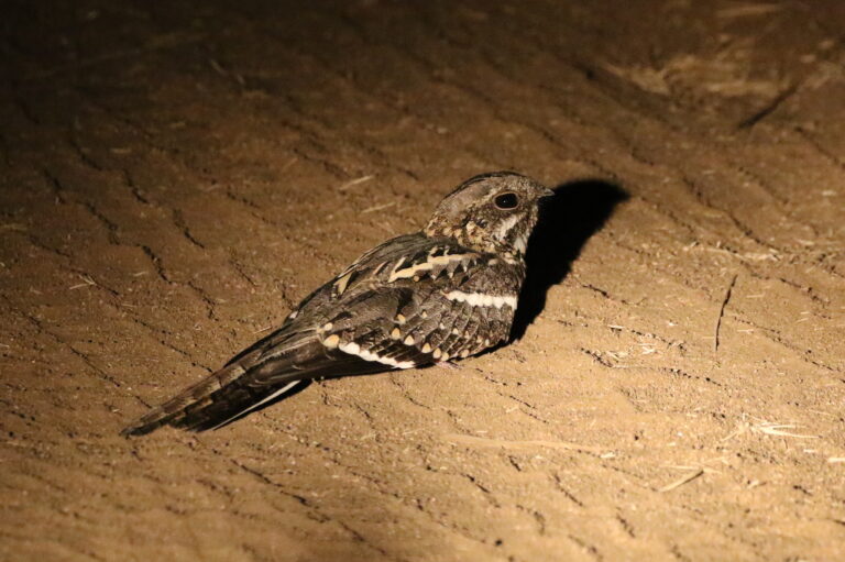 Slender-tailed Nightjar