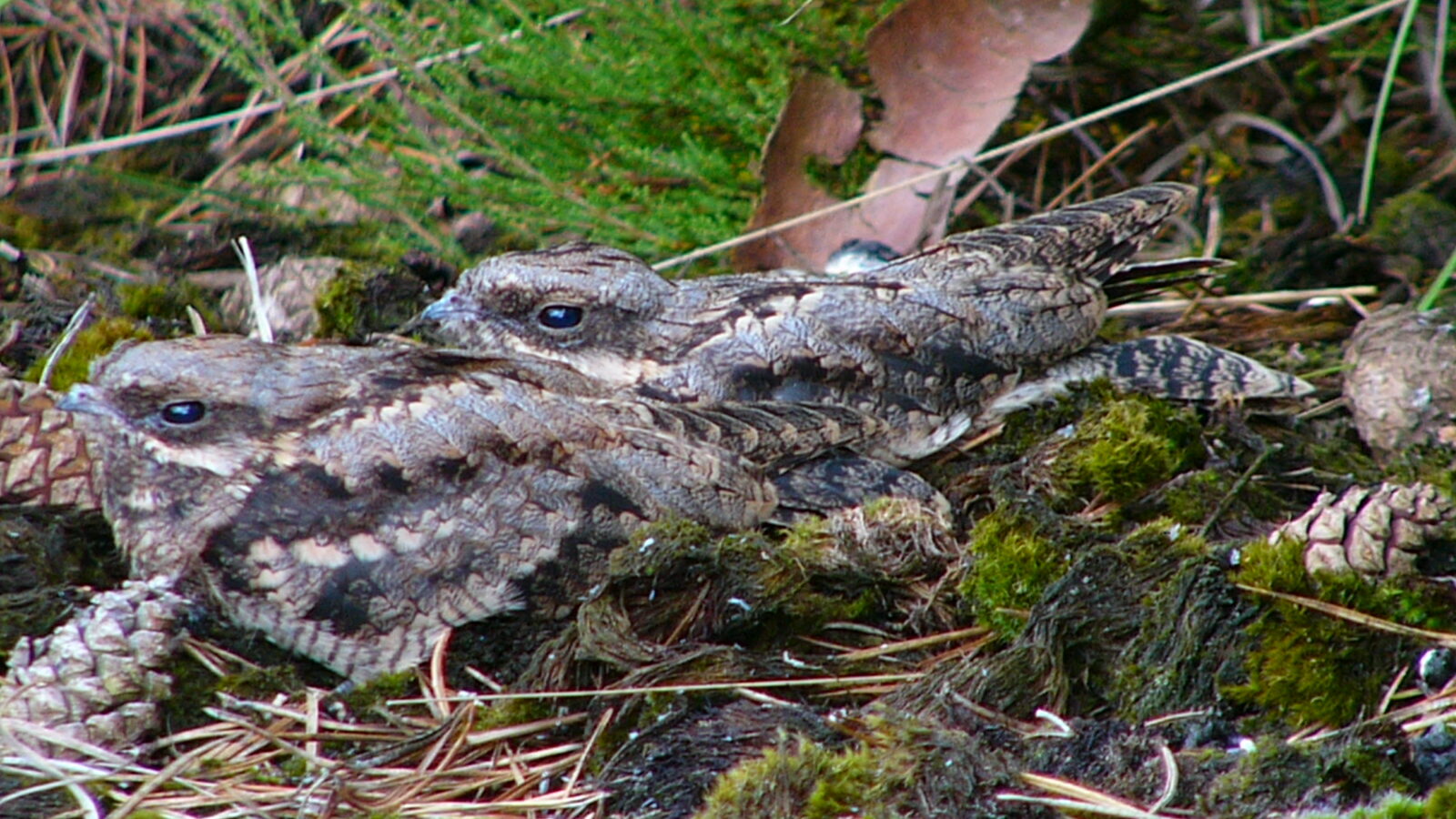 European Nightjar