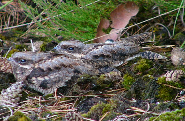 European Nightjar
