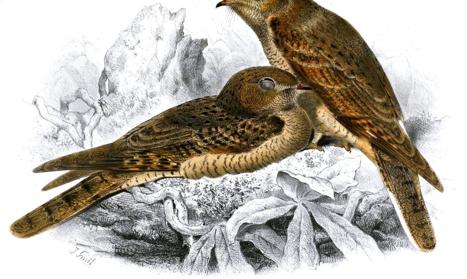 Plain Nightjar
