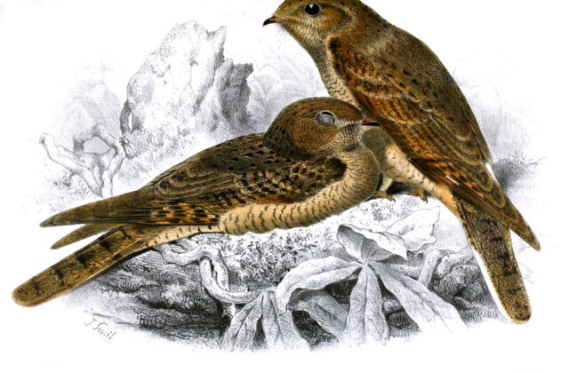 Plain Nightjar