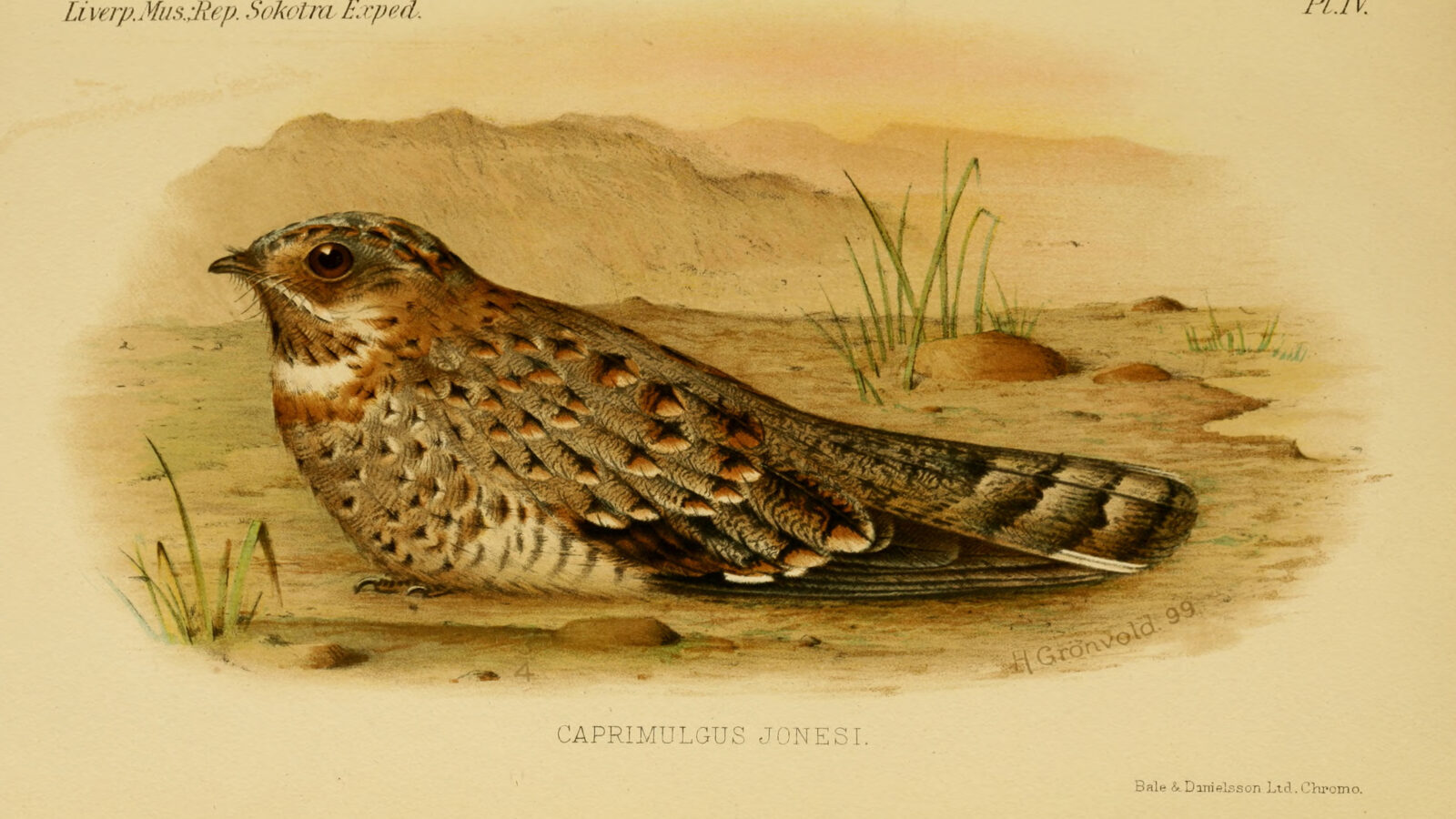 Nubian Nightjar