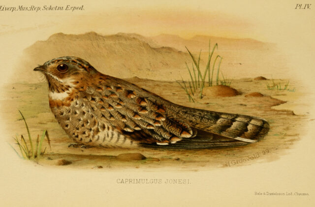 Nubian Nightjar