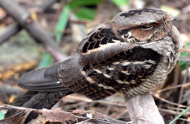 Large-tailed Nightjar