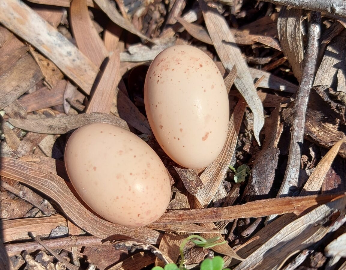 Fiery-necked Nightjar