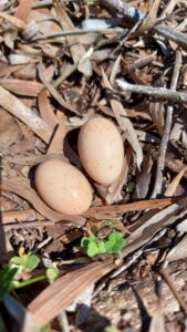 Fiery-necked Nightjar
