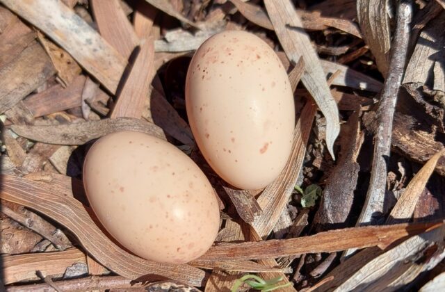 Fiery-necked Nightjar