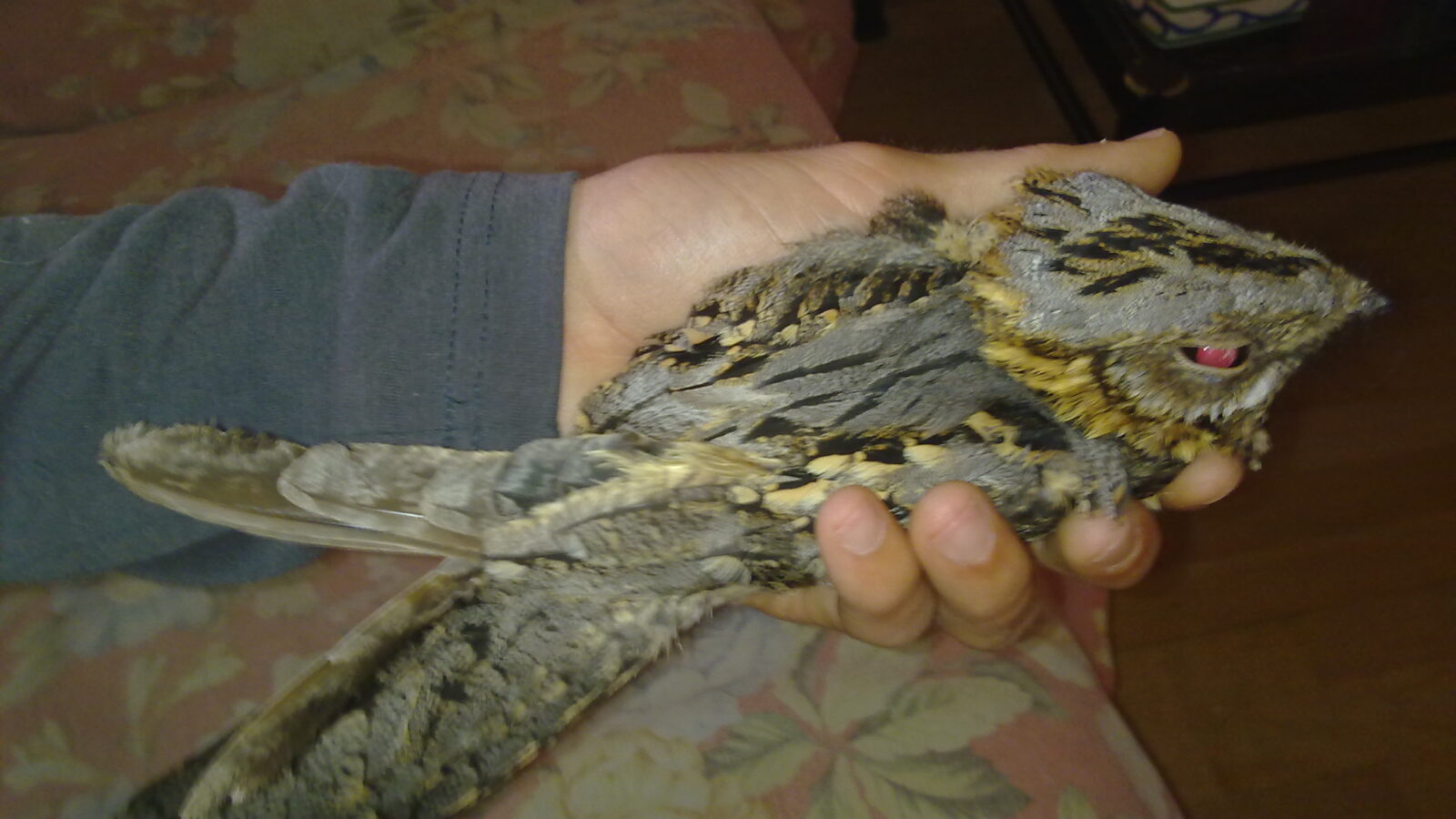 Red-necked Nightjar