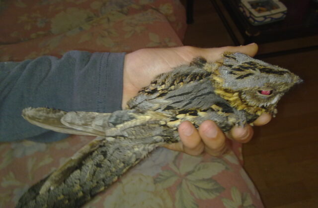 Red-necked Nightjar