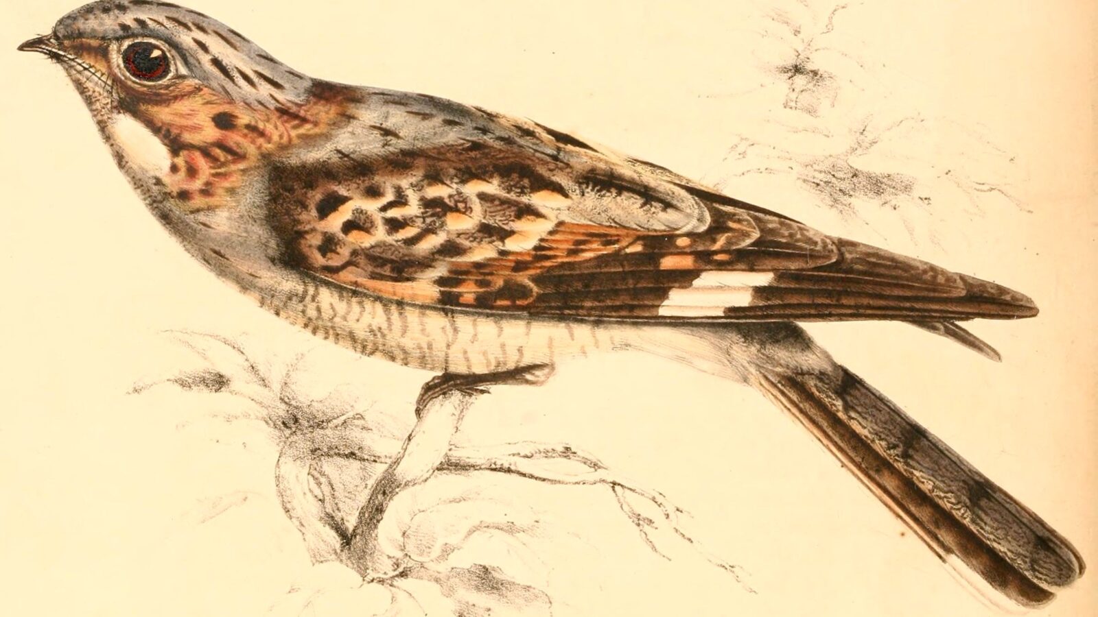 Rufous-cheeked Nightjar