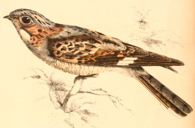 Rufous-cheeked Nightjar