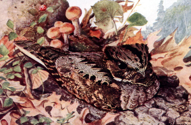 Eastern Whip-poor-will