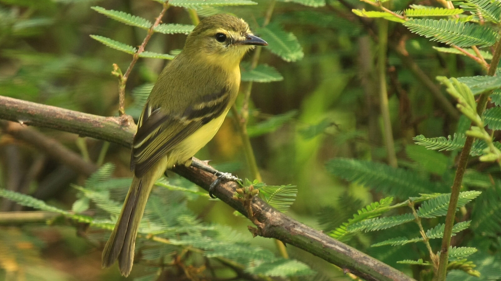 Yellow Tyrannulet