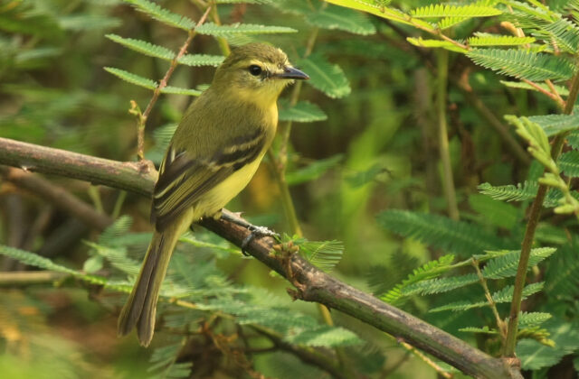 Yellow Tyrannulet