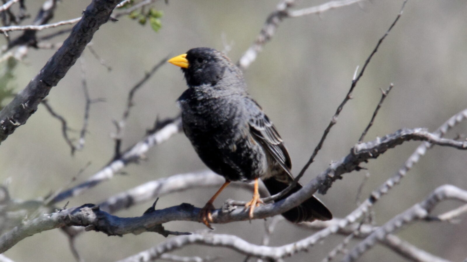 Carbonated Sierra Finch