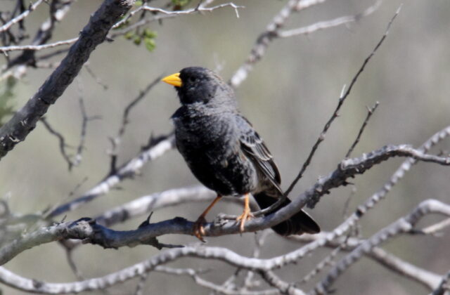 Carbonated Sierra Finch