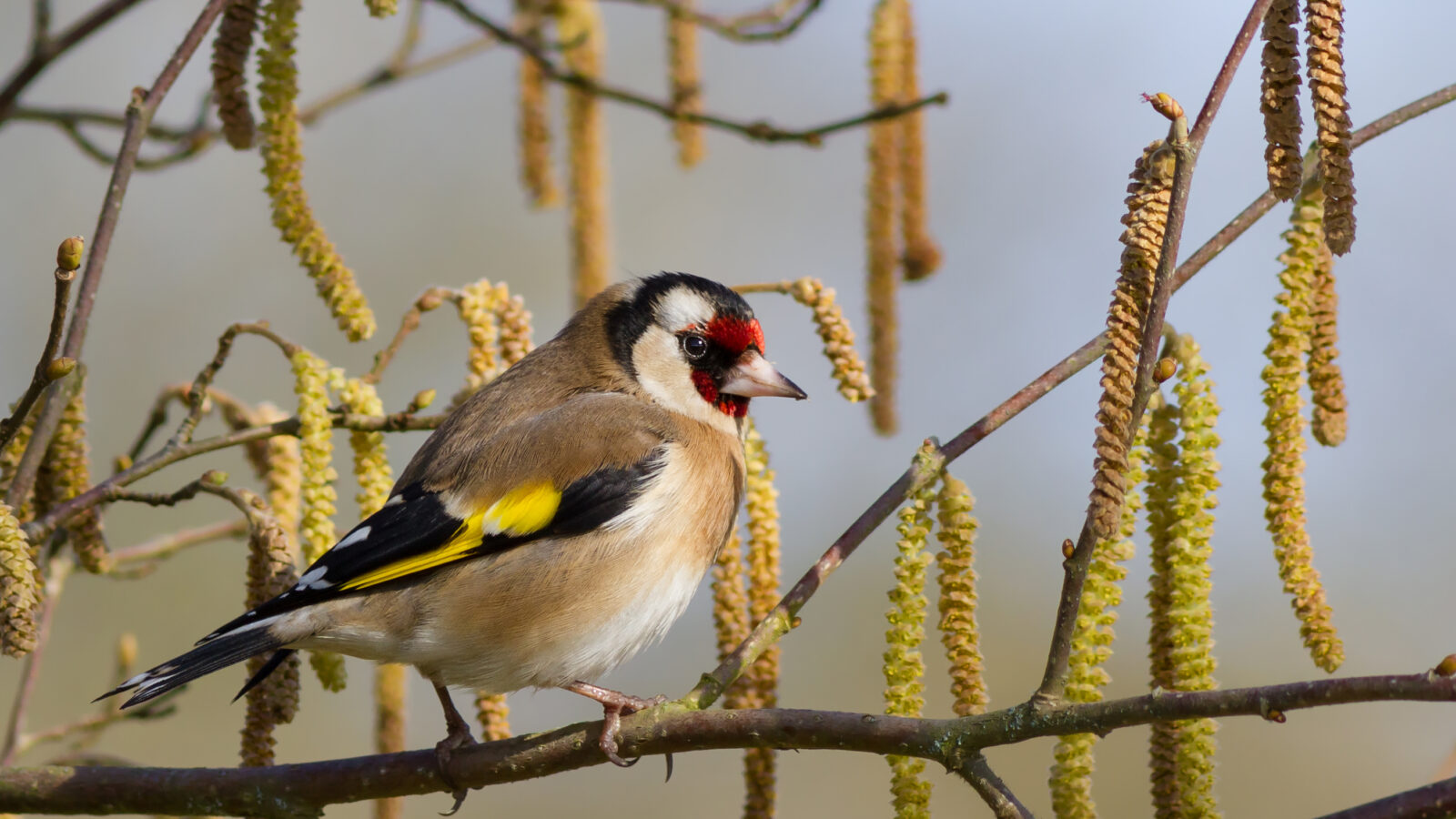 European Goldfinch