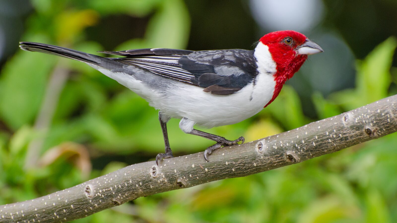 Red-cowled Cardinal
