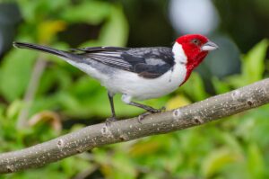 Red-cowled Cardinal