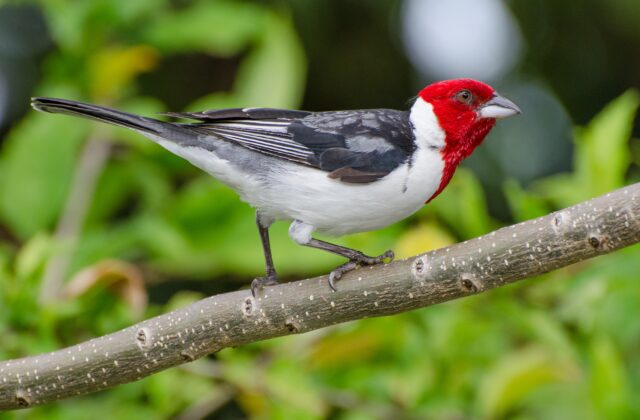 Red-cowled Cardinal