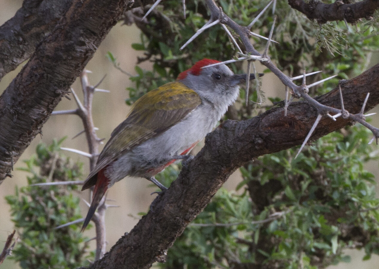 Eastern Grey Woodpecker