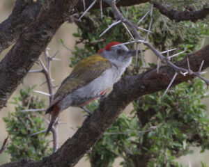 Eastern Grey Woodpecker
