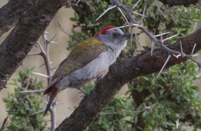 Eastern Grey Woodpecker