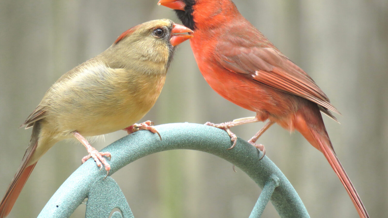 Northern Cardinal