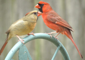 Northern Cardinal