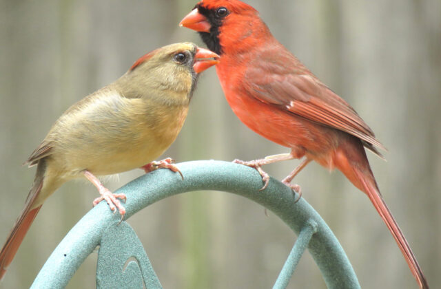 Northern Cardinal