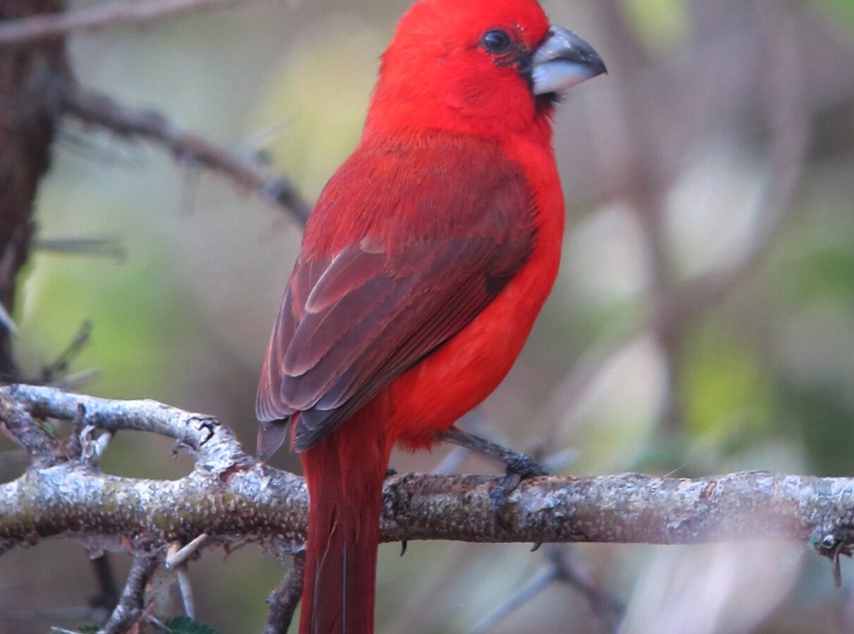 Vermilion Cardinal