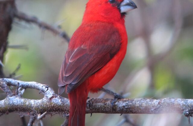 Vermilion Cardinal