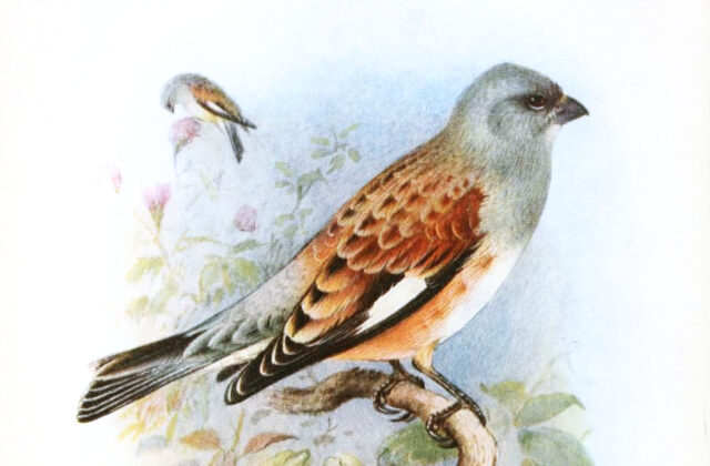 Yemen Linnet